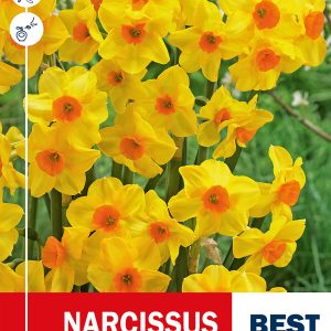 Tatsett nartsiss MARTINETTE 8tk