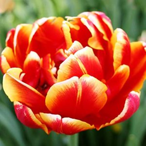 UUS! Pojengtulp MAYFAIR 5tk