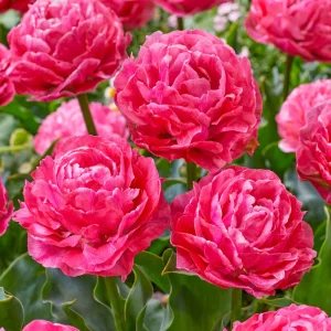 UUS! Pojengõieline tulp TAIWAN 5tk