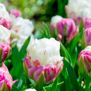 Pojengtulp ICE CREAM 100tk