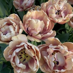 UUS! Varajane täidisõieline tulp LA BELLE EPOQUE 5tk