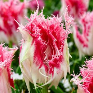 Narmasõieline tulp DRANKENSTEYN 5tk