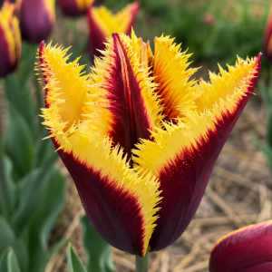 UUS! Narmasõieline tulp GAVOTA SPECIAL 5tk
