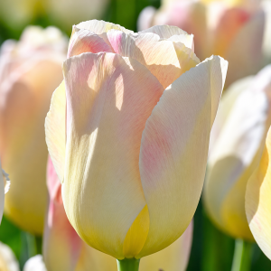 UUS! Darwini hübriidtulp JADE MADEN 5tk