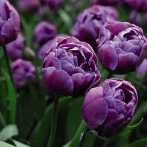 Pojengtulp BLUE DIAMOND 5tk