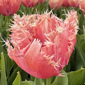 UUS! Narmasõieline tulp PALEIS HET LOO 5tk
