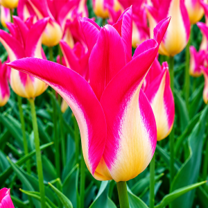 UUS! Liiliaõieline tulp STRAWBERRY ROMANOFF 5tk
