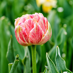 UUS! Pojengtulp SPRINKLE DIP 5tk