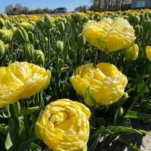 UUS! Pojengtulp WEDDING DREAM 5tk