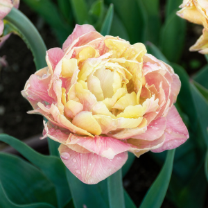 UUS! Varajane täidisõieline tulp VALDIVIA 5tk
