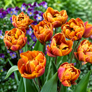 UUS! Pojengtulp BRAZIL 5tk