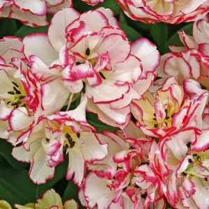 UUS! Pojengtulp WILD DESIRE 5tk