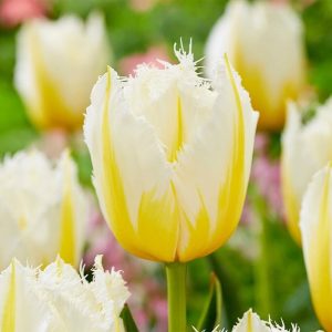 UUS! Narmasõieline tulp LEMON BEAUTY 5tk