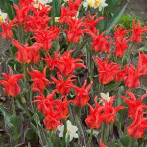 UUS! Greigii tulp RIGAS BARRIKADES 5tk
