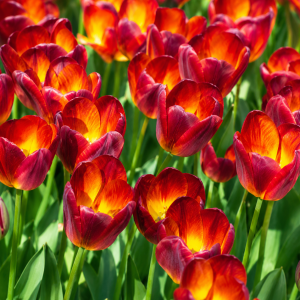 UUS! Triumftulp AMBERGLOW 5tk