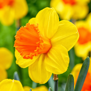 UUS! Trompetnartsiss KINGSDAY 5tk