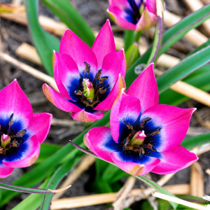 UUS! Kaunis tulp NORAH 10tk