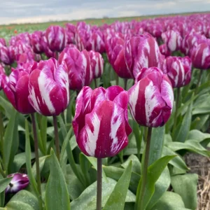 UUS! Triumftulp OHIO 5tk