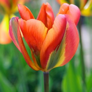 UUS! Rohetulp ORANGE MARMALADE 5tk