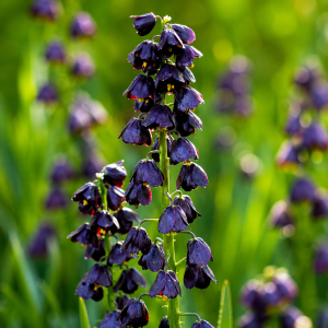 UUS! Pärsia püvilill PURPLE DYNAMITE 1tk