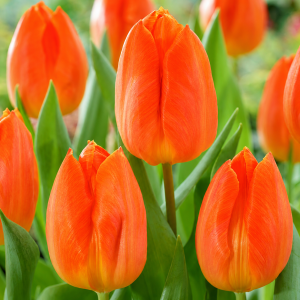 UUS! Varajane lihtõieline tulp SUNRISE PRINCE 5tk