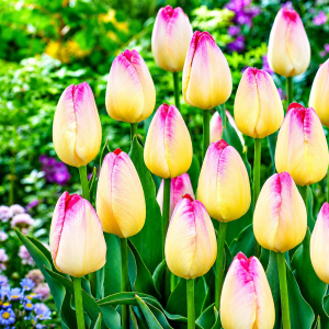UUS! Triumftulp SUPRI EROTIC 5tk