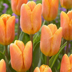 UUS! Triumftulp BELVILLE 5tk