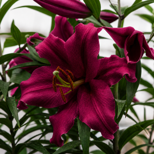 UUS! OT Hübriidliilia PURE PASSION 2tk