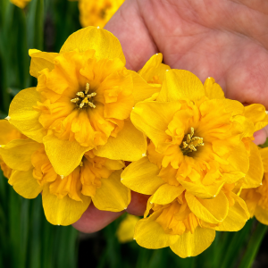 NEW! Butterfly Daffodil YELLOW PARROT – 8 Bulbs