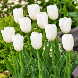 Darvini hübriidtulp HAKUUN 5tk