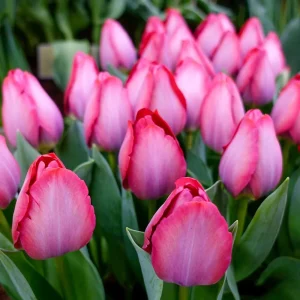 Triumftulp PINK SOUND 50tk