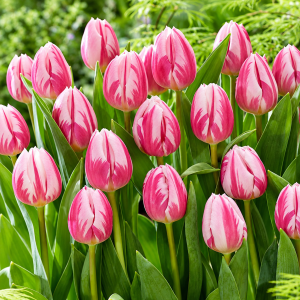 Triumftulp BOJANGLES 50tk