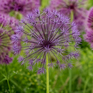Ilulauk PURPLE RAIN 4tk