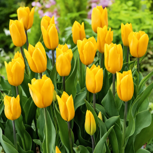 Triumftulp STRONG GOLD 50tk