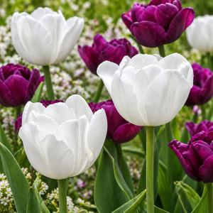 Darvini hübriidtulp HAKUUN 5tk