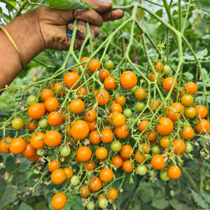 UUS!Kirsstomat ORANGE CENTIFLOR 50tk