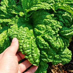 Basiilik LETTUCE LEAF 200tk